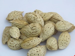بادام سفید