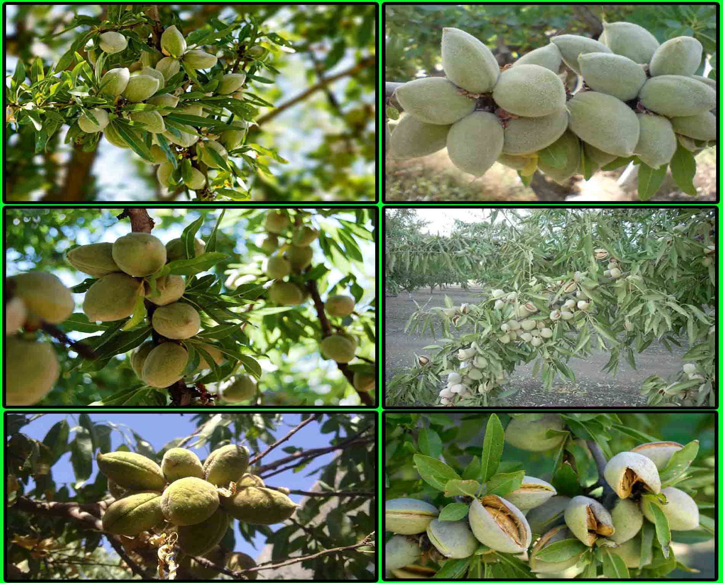 انواع بادام و گردو